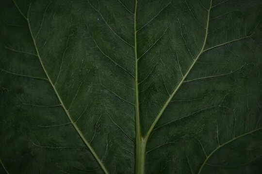 Verdant depths of nature revealed in the intricate, emerald veins of a leafy sanctuary, evoking tranquility and natural beauty.