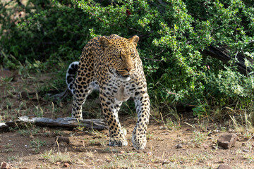 Leopard (Panthera Pardus) hunting. This leopard was hunting  in Mashatu Game Reserve in the Tuli Block in Botswana  