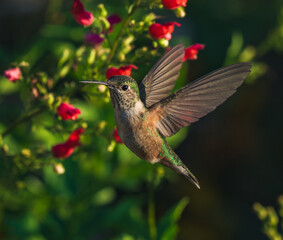 Fototapeta premium A Broad-tailed Hummingbird female making eye contact with the viewer while hovering with fully opened wings in front of vibrant red flowers in the garden. 