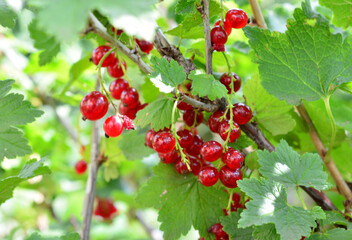 a bunch of red currant berries on a tree with green leaves close up