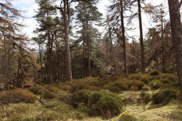 Wicklow Mountains