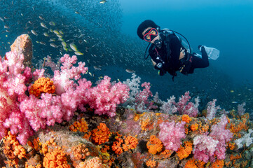 Male Scuba diver diving through colorful soft coral reef and school of fish at King Cruiser wreck...