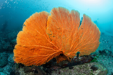 Giant Gorgonian Sea Fan coral (Seafan) near Similan Island in Andaman sea, Explore a scuba diving...