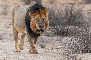 Lion (Panthera leo) hanging around in the sand of the Kalahari Desert. This dominant male lion was protecting his prey in the Kgalagadi Transfrontier Park in South Africa.