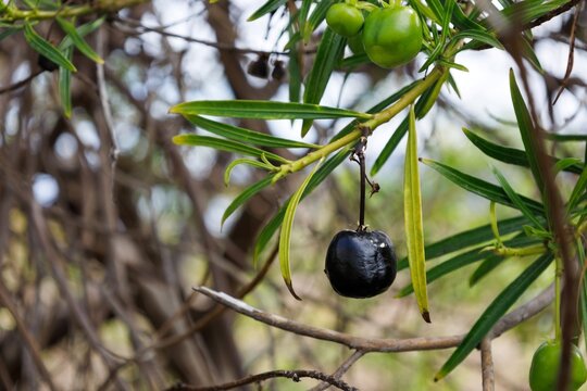 Ripe black fruits of Cascabela thevetia. Thevetia peruviana in the family Apocynaceae. Poisonous plant. Seeds of yellow oleander. Flora of Canary Islands. Interesting nature concept