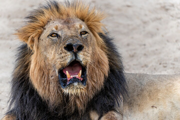 Lion (Panthera leo) hanging around in the sand of the Kalahari Desert. This dominant male lion was protecting his prey in the Kgalagadi Transfrontier Park in South Africa.