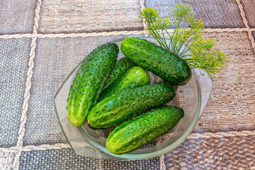 Ripe green cucumbers, just picked in the garden
