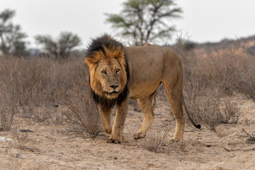 Lion (Panthera leo) hanging around in the sand of the Kalahari Desert. This dominant male lion was protecting his prey in the Kgalagadi Transfrontier Park in South Africa.