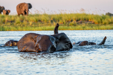 Close encounter with Elephants crossing the Chobe river between Namibia and Botswana in the late...