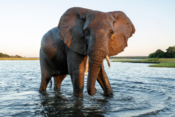 Close encounter with Elephants crossing the Chobe river between Namibia and Botswana in the late afternoon seen from a boat.