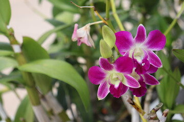 orchid flower background