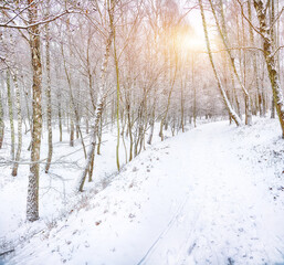 Amazing landscape with snow-covered trees in the city park.