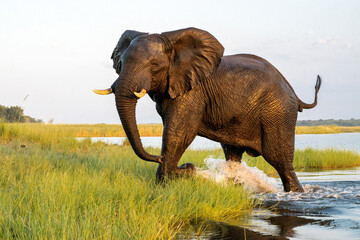 Obraz premium Close encounter with Elephants crossing the Chobe river between Namibia and Botswana in the late afternoon seen from a boat.