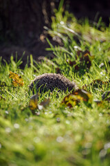 Hedgehog outside in the garden in the lawn.
