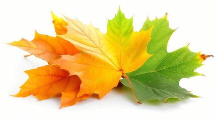 Obraz premium autumn, leaf, maple, fall, leaves, nature, season, tree, yellow, orange, isolated, foliage, plant, color, object, november, red, brown, colorful, october, golden, gold, texture, seasonal