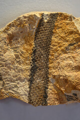 A fossilized tree float in stone.
