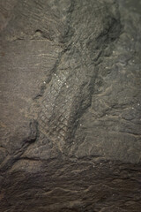 Naklejka premium A fossilized tree float in stone. 