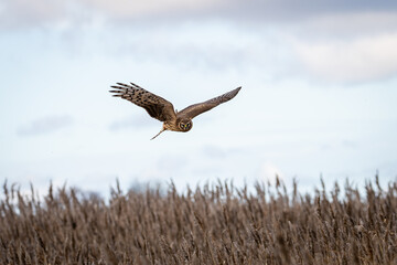 Hen Harrier or Northern Harrier is long-winged, long-tailed hawk of open grassland and marshes....