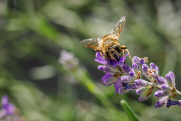 A variegated fly on a lavender flower.
