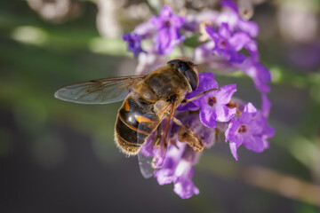 A variegated fly on a lavender flower.
