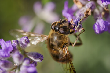 A variegated fly on a lavender flower.
