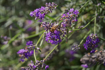 A variegated fly on a lavender flower.
