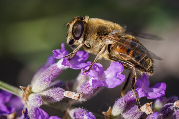 A variegated fly on a lavender flower.
