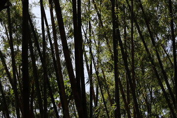 flora and fauna of the great Colombian biodiversity