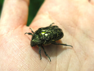A bronze beetle (Cetonia aurata) in the palm of hand