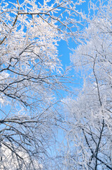 Winter forest background - frosty branches of the tree on the background of the blue sky
