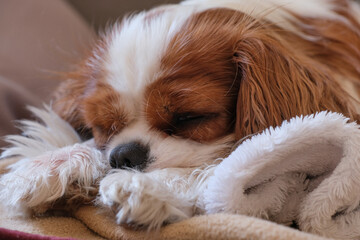 King Charles Cavalier Spaniel lying asleep on a rug
