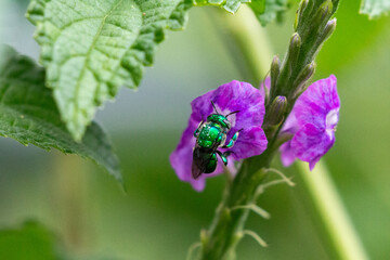 Green orchid bee in san jose costa rica on a flower(Euglossa dilemma)
