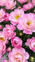 Obraz premium Close-up of beautiful pink and white ranunculus flowers in full bloom, spring, white