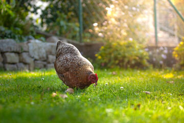 Bielefelder Kennhuhn