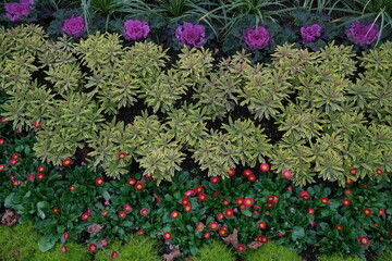 Gemischtes Blumenbeet im November, Pflanzen im Spätherbst, herbstliche Bepflanzung im Garten, November Zierpflanzen