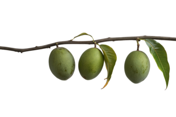 Fresh green mangoes on a branch isolated on white background for tropical fruit design - png set transparent background