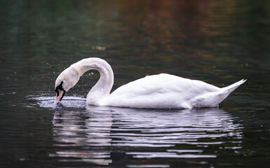 A swan on water 