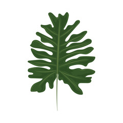 green exotic palm leaf foliage