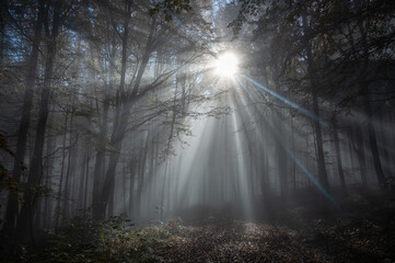 Sunbeams in fog in an autumn forest