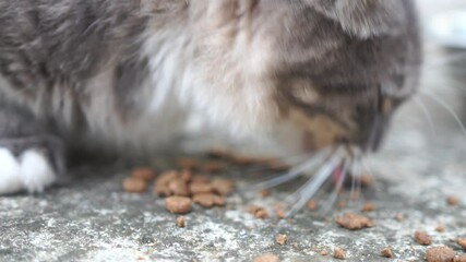 A street stray cat eats similar food on the ground in the grass, outdoors. The concept of wild stray animals living on the streets.