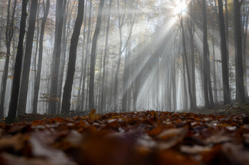 Sunbeams in fog in an autumn forest