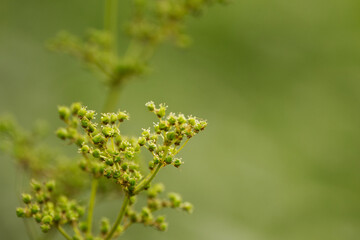 green buds of white flowers,  buds and white blossoms, buds und pollen pistils, green background, soft plant