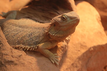 Picture of flat-tailed desert horned lizard resting on rock