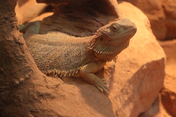 Picture of flat-tailed desert horned lizard resting on rock