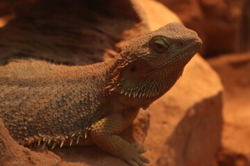Picture of flat-tailed desert horned lizard resting on rock