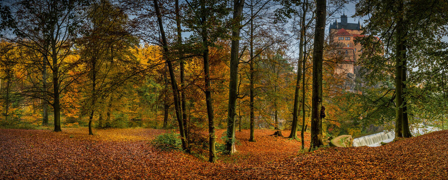 autumn in the forest