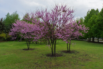Obraz premium Cercis occidentalis during flowering in the park.