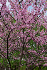 Cercis occidentalis during flowering in the park.