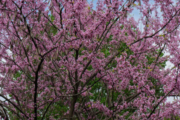 Cercis occidentalis during flowering in the park.