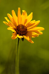 Woodland sunflower capturing the morning sunlight withn the Pike Lake Unit, Kettle Moraine State Forest, Hartford, Wisconsin